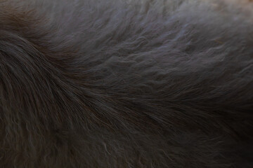 close up of fur