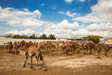 Fototapeta na wymiar Herd of one-humped camels in a pen on a camel farm in the Negev desert in Israel