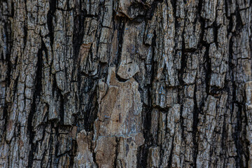 bark of a tree