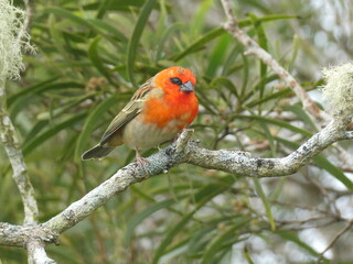 oiseau cardinal
by Tseotu 