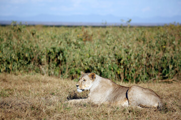 Lioness Resting in Grass. Amboseli, Kenya