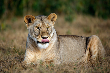 Lioness Lying in the Grass, Licking Her Mouth. Amboseli, Kenya