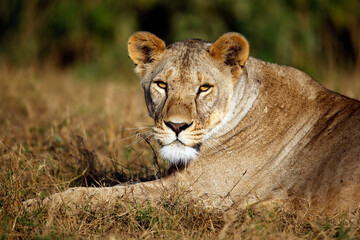 Close-up of a Lioness Resting in Grass, Making Eye Contact. Amboseli, Kenya