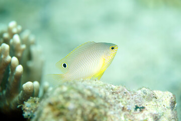 Princess Damsel (Pomacentrus vaiuli), aka Ocellate Damsel. Triton Bay, West Papua, Indonesia