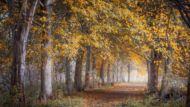 footpath in an yellow autumn forest, autumn colors, Broekpolder, Vlaardingen, The Netherlands