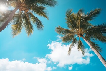 Looking up in the sky at the palm trees