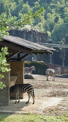 Zebra zebry zoo afryka - obrazy, fototapety, plakaty