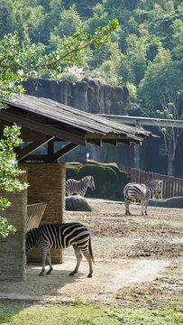 Fototapeta Zebra zebry zoo afryka