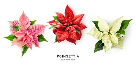 Foto op Canvas Pink red white poinsettia christmas star flower set isolated on white background. © ifiStudio