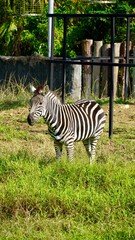 Fototapeta na wymiar Zebra afryka madagaskar zoo