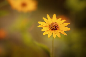 Sonnenauge_ Heliopsis scabra.