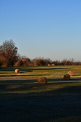 Hay Bales in a Morning Farm Field