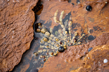 Neptune's necklace, sea grapes or bubbleweed (Hormosira banksii) in rock pool, Australia