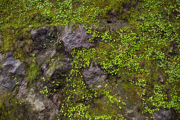 Bepflanzter Felsen in Japan am Tag Textur