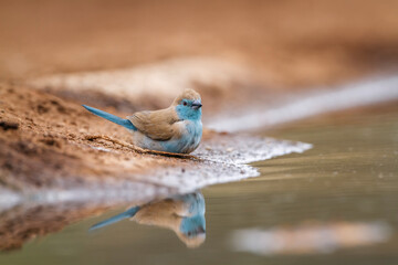 Blue-breasted Cordonbleu along waterhole with reflection in Kruger National park, South Africa ;...