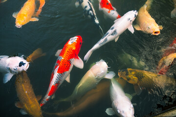 Koi Karpfen in einem japanischen Teich am Tag