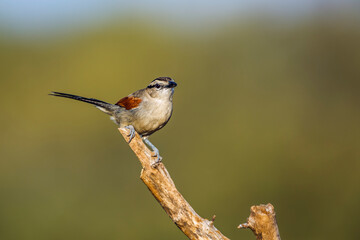 Brown-crowned Tchagra standing on a branch isolated in natural background in Kruger National park, South Africa ; Specie Tchagra australis family of Malaconotidae