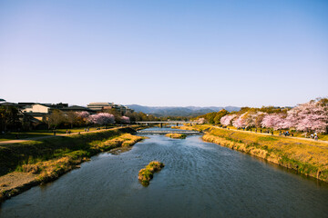 Fluss in Kyoto mit Wasser und blühenden Kirschbäumen am Tag