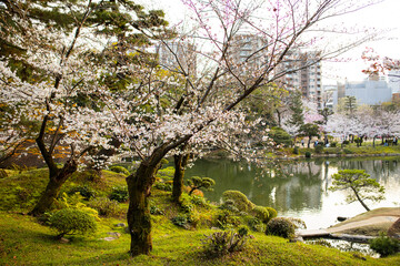 Schöner japanischer Sengarten in Hiroschima am Tag