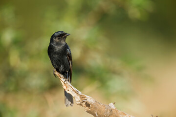 Fork tailed Drongo standing on branch front view in Kruger national park, South Africa; specie Dicrurus adsimilis family of Dicruridae