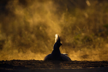 Grey go away bird grooming in dust at dawn in Kruger National park, South Africa ; Specie...
