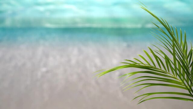 fresh green palm leaf in front of blurred water wave, beautiful sand beach with defocused sunlights, sand beach background vor travel, vacation and natural spa with copy space