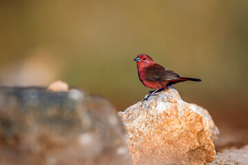 Jameson Firefinch male standing on a rock in Kruger National park, South Africa ; Specie...