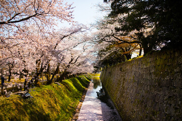 Kirschblütenbäume und japanisches Schloss in Kanazawa am Tag