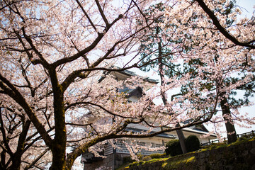 Kirschblütenbäume und japanisches Schloss in Kanazawa am Tag