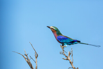 Lilac breasted roller standing on shrub isolated in blue sky in Kruger National park, South Africa ; Specie Coracias caudatus family of Coraciidae