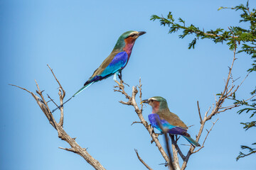 Lilac breasted roller couple standing on shrub in Kruger National park, South Africa ; Specie Coracias caudatus family of Coraciidae