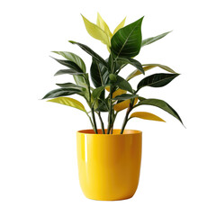 Decorative indoor plants in yellow pot on transparent background 