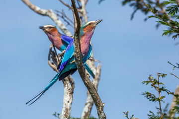 Lilac breasted roller couple standing on shrub in Kruger National park, South Africa ; Specie Coracias caudatus family of Coraciidae