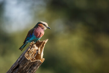 Lilac breasted roller standing on a log isolated in natural background in Kruger National park, South Africa ; Specie Coracias caudatus family of Coraciidae
