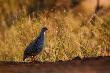 Natal francolin ground level backlit at dawn in Kruger National park, South Africa ; Specie Pternistis natalensis family of Phasianidae