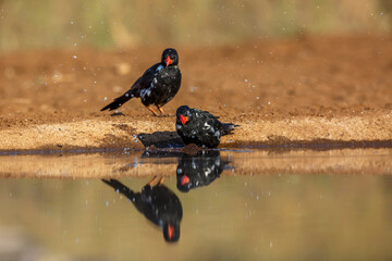 Two Red billed Buffalo Weaver bathing in waterhole with reflection in Kruger National park, South Africa ; Specie Bubalornis niger family of Ploceidae - obrazy, fototapety, plakaty