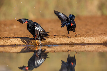 Two Red billed Buffalo Weaver bathing in waterhole with reflection in Kruger National park, South Africa ; Specie Bubalornis niger family of Ploceidae - obrazy, fototapety, plakaty