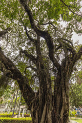 Fototapeta premium paisagem natural na cidade de Vitória, Estado do Espirito Santo, Brasil