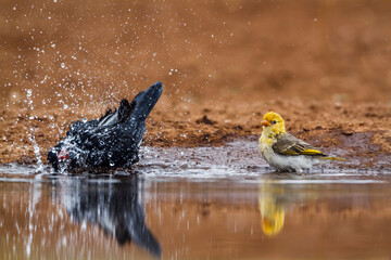 Red billed Buffalo Weaver and red headed weaver bathing in waterhole in Kruger National park, South Africa ; Specie Bubalornis niger family of Ploceidae - obrazy, fototapety, plakaty