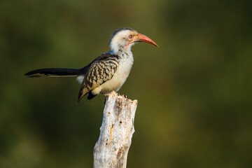 Southern Red billed Hornbill standing on a log isolated in natural background in Kruger National park, South Africa ; Specie Tockus rufirostris family of Bucerotidae