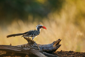 Southern Red billed Hornbill standing on a log at dawn in Kruger National park, South Africa ;...