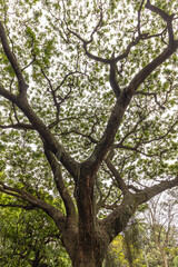 paisagem natural na cidade de Vitória, Estado do Espirito Santo, Brasil