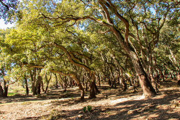 Fototapeta na wymiar Old oak trees in a forest Beni Metir, Jendouba, Tunisia