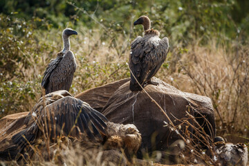 White backed Vulture scavenging on dead elephant carcass in Kruger National park, South Africa ; Specie Gyps africanus family of Accipitridae