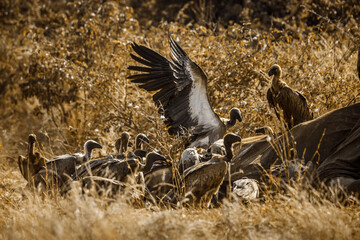 White backed Vulture scavenging on dead elephant carcass in Kruger National park, South Africa ; Specie Gyps africanus family of Accipitridae