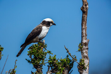 White crowned Shrike standing on a bush isolated in blue sky in Kruger National park, South Africa ; Specie Eurocephalus anguitimens family of Laniidae