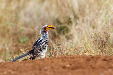 Southern yellow billed hornbill in Kruger National park, South Africa   Specie Tockus leucomelas family of Bucerotidae © PACO COMO
