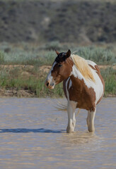 Wild Horses at a Desert Waterhole in Wyoming