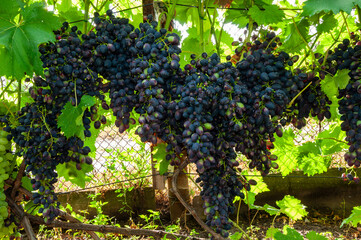 clusters of blue grape on the young vine