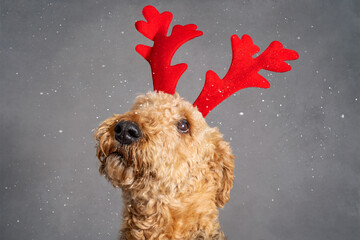 Cute dog wearing reindeer antlers. A festive holiday, Christmas capture. Seasons greetings with a...